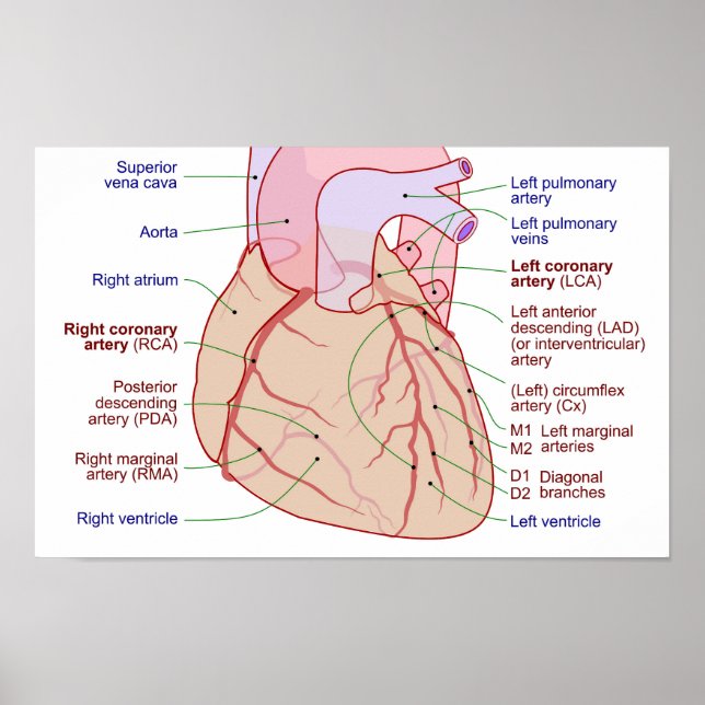 Poster Diagramme de circulation des artères coronaires Co (Devant)