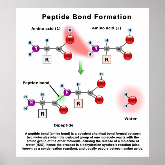 Poster Diagramme de formation de liaison Peptid (Devant)