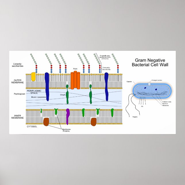 Poster Diagramme de la paroi cellulaire des bactéries nég (Devant)