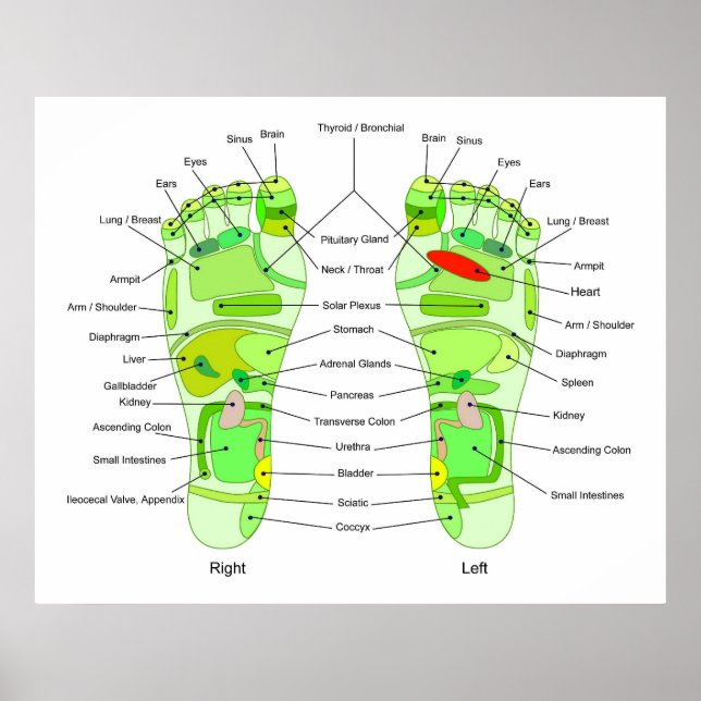 Poster Diagramme de l'acuité du pied (Devant)