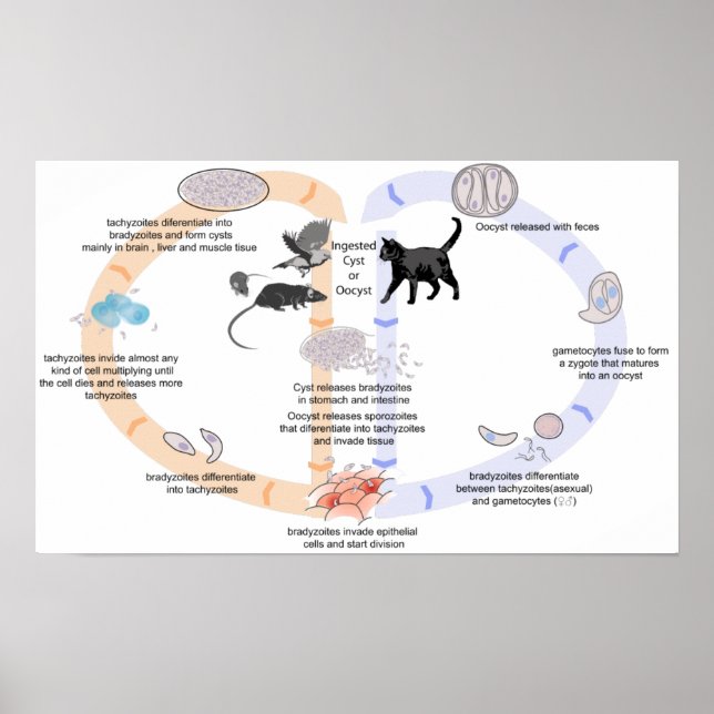 Poster Diagramme de l'affiche cycle de vie de Toxoplasma  (Devant)