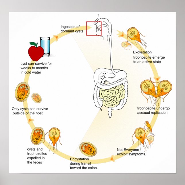 Poster Diagramme de l'affiche Giardia Cycle de vie Parasi (Devant)