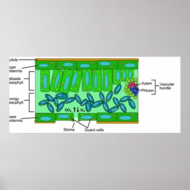 Poster Diagramme de l'anatomie de la feuille sur un Plant (Devant)