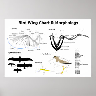 Poster Diagramme de l'anatomie des ailes d'oiseau