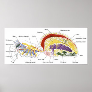 Poster Diagramme de l'anatomie interne d'une araignée fém