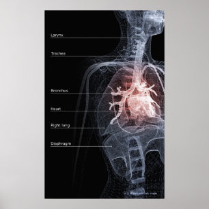 Poster Diagramme de l'appareil respiratoire et du coeur