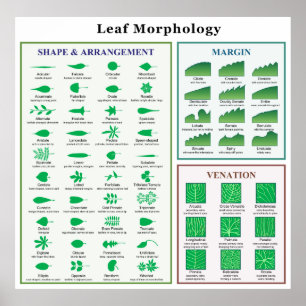 Poster Diagramme de morphologie de feuille