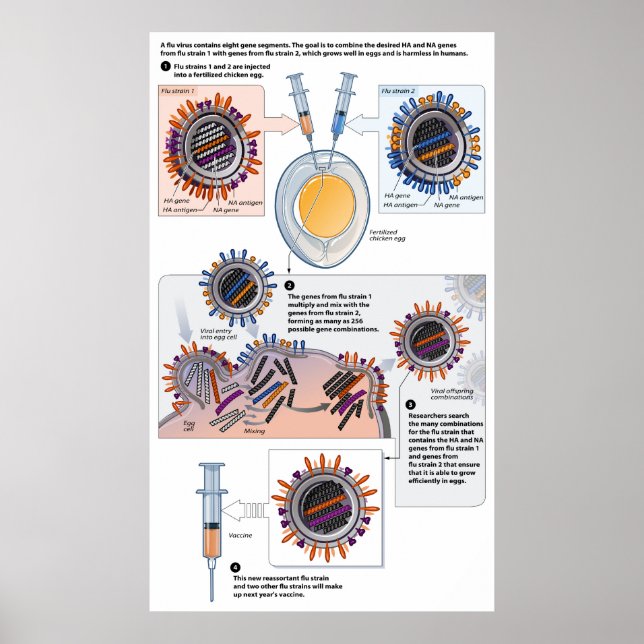 Poster Diagramme de réassortiment génétique pour les vacc (Devant)