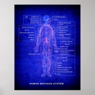 Poster DIAGRAMME de SYSTÈME NERVEUX HUMAIN - MODÈLE