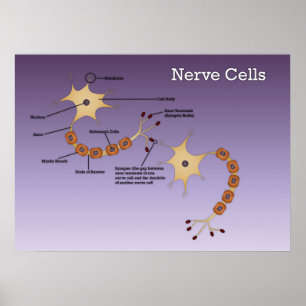 Poster Diagramme des cellules nerveuses
