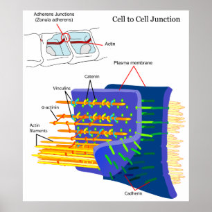 Poster Diagramme des complexes de protéines de jonctions 