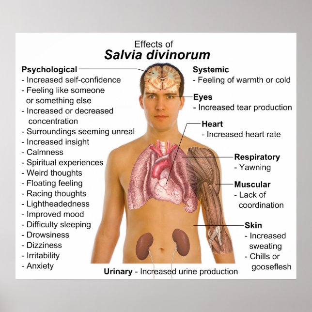 Poster Diagramme des effets de Salvia Divinorum Plante (Devant)