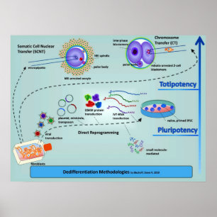 Poster Diagramme des méthodes de différenciation cellulai