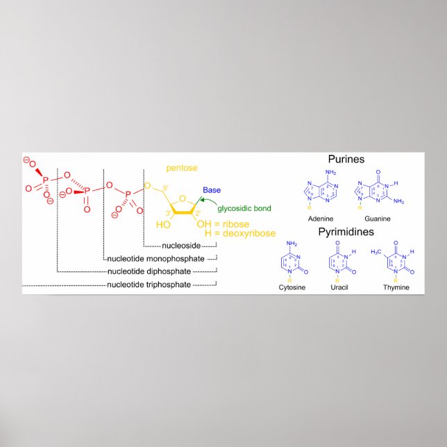 Poster Diagramme des molécules nucléotidiques majeures (Devant)