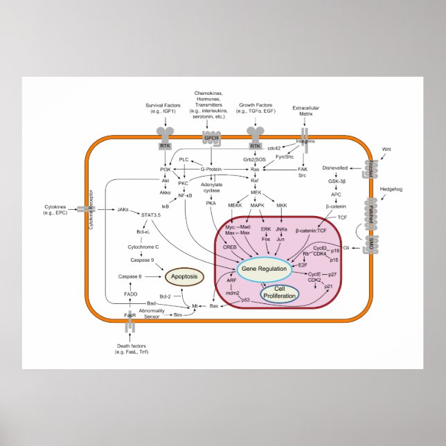 Poster Diagramme des trajectoires de transduction des sig (Devant)