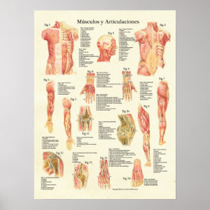 Poster Diagramme d'Espagnol de Músculos Anatomia