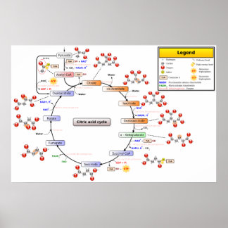 Poster Diagramme détaillé du cycle de l'acide citrique