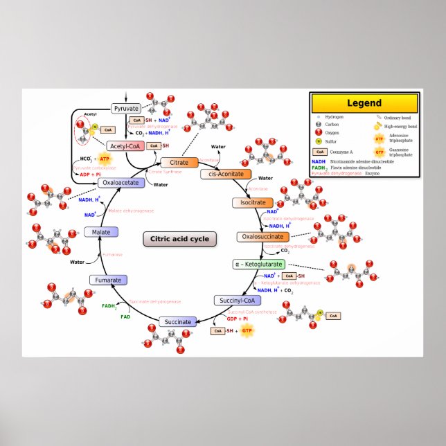 Poster Diagramme détaillé du cycle de l'acide citrique (Devant)