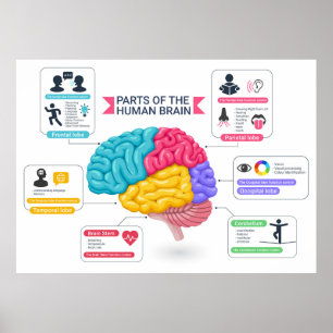 Poster Diagramme du cerveau humain