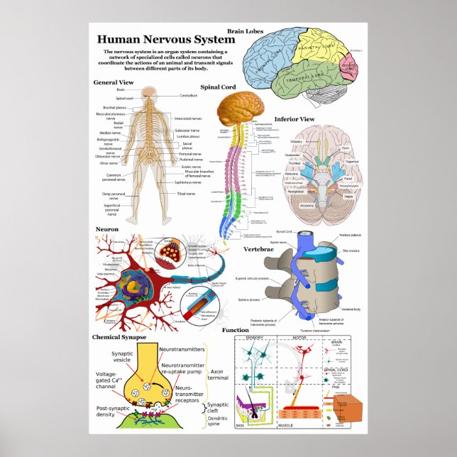 Poster Diagramme du cerveau humain et du système nerveux  (Devant)