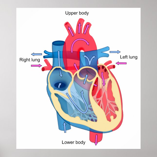 Poster Diagramme du coeur humain montrant des voies d'oxy (Devant)
