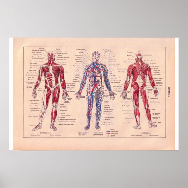 Poster Diagramme du corps humain, Français 1920 (Devant)