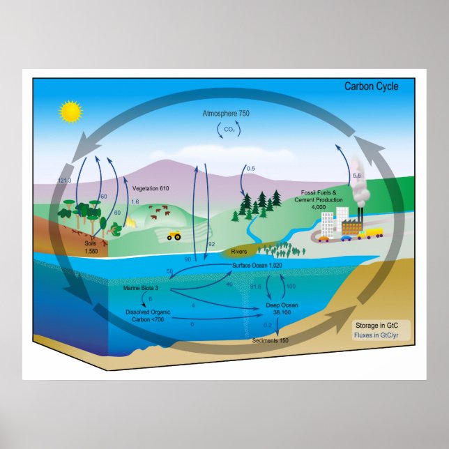 Poster Diagramme du cycle biogéochimique du carbone (Devant)