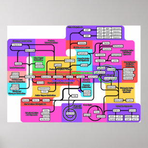 Poster Diagramme du métabolisme de base dans la matière