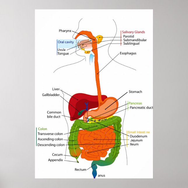 Poster Diagramme du sentier gastro-intestinal humain (Devant)
