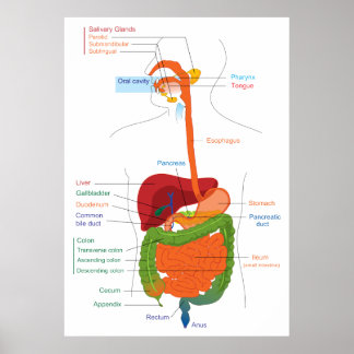 Poster Diagramme du système digestif humain
