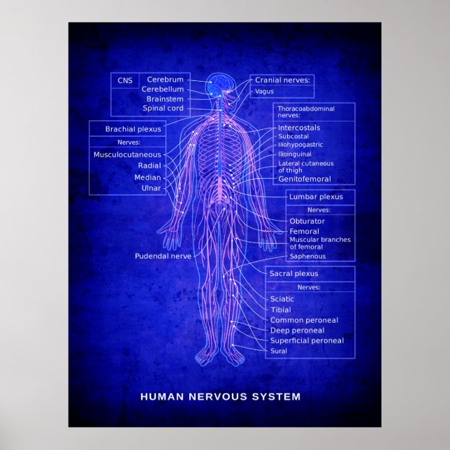POSTER DIAGRAMME DU SYSTÈME NERVEUX HUMAIN - BLUEPRINT (Devant)