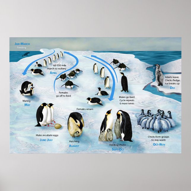 Poster Diagramme d'un cycle de vie de l'empereur Penguin (Devant)