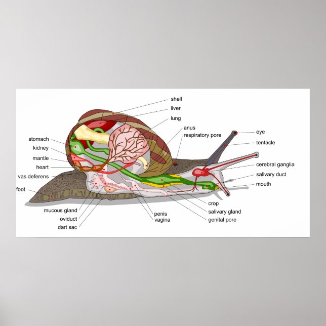 Poster Diagramme d'un hélix d'escargot Aspersa Mollusk (Devant)