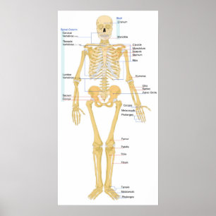 Poster Diagramme d'un Skeleton féminin humain Vue frontal