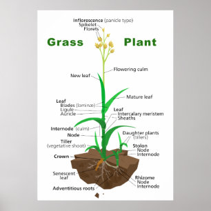 Poster Diagramme d'usine de Graminoids d'herbe