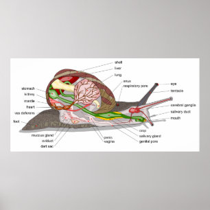 Poster Diagramme escargot Helix aspersa organe coupé en s
