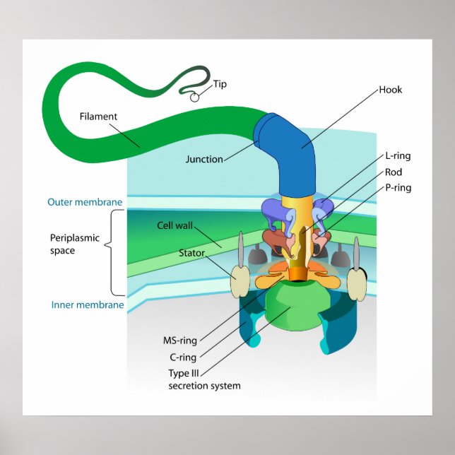 Poster Diagramme flagellaire bactérien négatif de Gram (Devant)