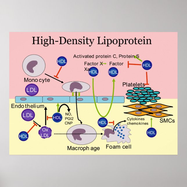 Poster Diagramme HDL Lipoprotéine haute densité (Devant)