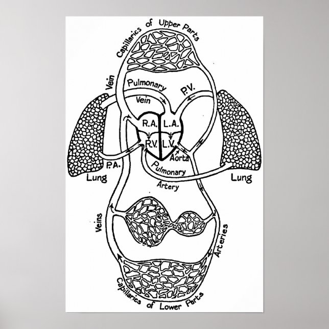 Poster Diagramme Médicale cardiovasculaire (Devant)