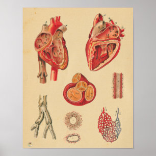 Poster Diagramme Médicale de coeur d'anatomie humaine