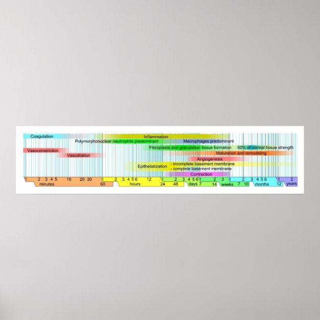 Poster Diagramme Phases de guérison des blessures (Devant)