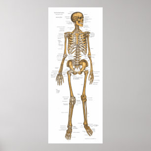 Poster Diagramme squelettique humain 24 x 60 d'anatomie