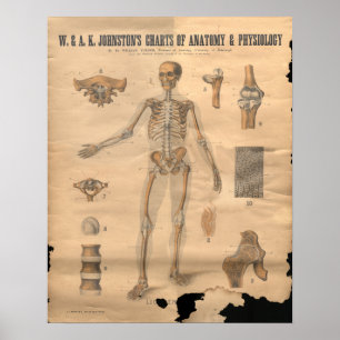 Poster Diagramme squelettique vintage 1906 d'anatomie