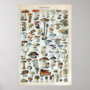 Poster Diagramme vintage des champignons