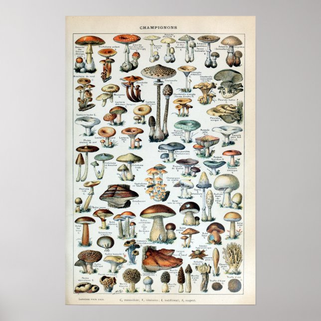 Poster Diagramme vintage des champignons (Devant)