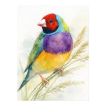 Diamant de Gould Coloré Perché