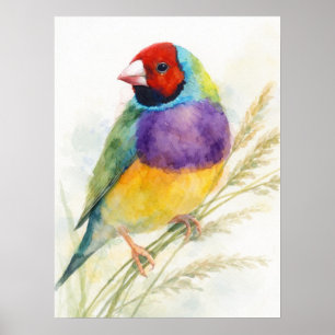 Poster Diamant de Gould Coloré Perché