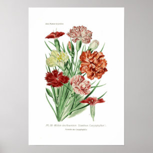Poster Dianthus caryophyllus (Carnation)
