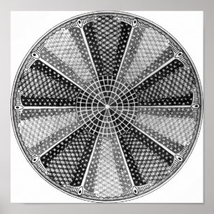 Poster Diatom 13 Ernst Haeckel Fine Art