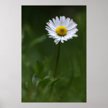 Poster - Die einsame Daisy